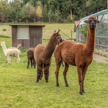 Apartament Zapfs Bauernhof Stiefmuetterchen Tettnang Zewnętrze zdjęcie